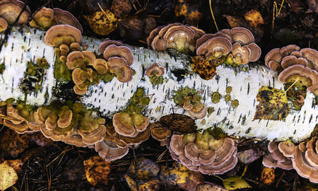 Solid brown tree fungus on the trunk of a fallen birch close-up in autumn. Dry brown foliage and...
