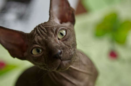 Charming gray Sphynx kitten roams on the table of the art workshop.の写真素材