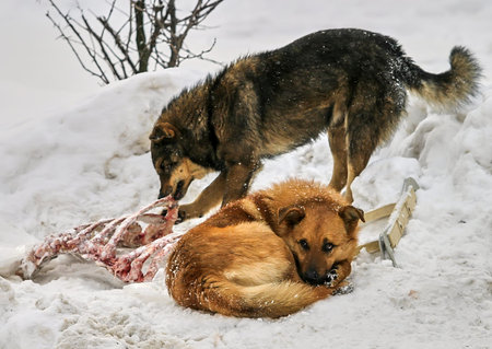 Young stray dogs of mixed breed gnaw bones, on a snow-covered street in the winter season.