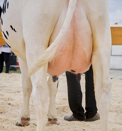 The udder of cows on the farm in the stall. The udder of dairy breeds of cows in the study.の写真素材