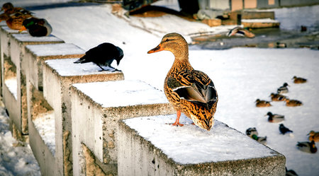Mallard Anas platyrhynchos is a duck. Duck Mallard stands on the edge of the ice.の写真素材
