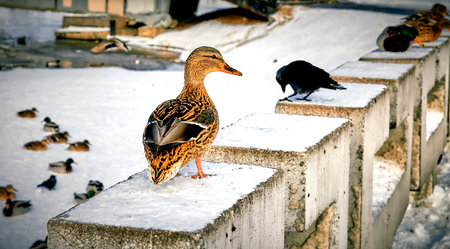 Mallard Anas platyrhynchos is a duck. Duck Mallard stands on the edge of the ice. Ducks and pigeons in early winter.の写真素材