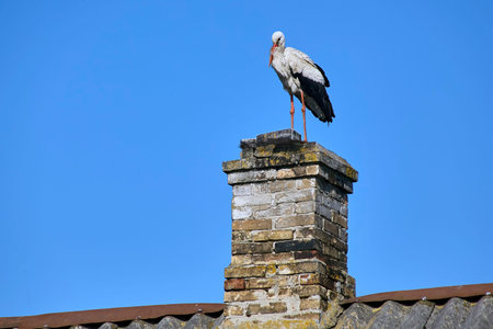 A stork sits on the roof of an old house.の写真素材