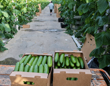 Close-up of boxes with cucumbers in the aisle.の写真素材