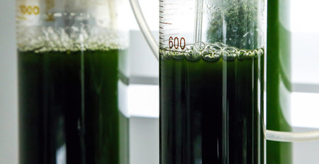 Green fresh plant in a glass test tube in the laboratory in the refrigerator.の写真素材