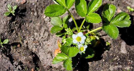 A close-up view of a strawberry plant blooming in a garden. The plant has several white flowers and large, green leaves. The soil is a light brown color and there are other plants growing nearby. The sun is shining brightly on the scene.の写真素材