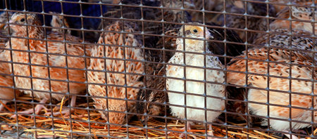 A group of quails huddled together inside a wire mesh cage on a farm. The quails are various shades of brown and white and are standing on a layer of straw. The cage is in need of repair and is rusty.の写真素材