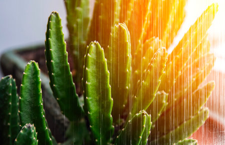 Cactus shower in golden light in the web.の写真素材