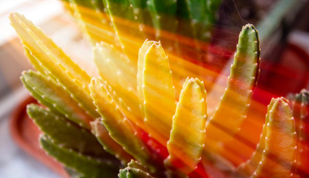 A close-up image of a group of green cactus plants with bright sunlight illuminating the foreground stems, creating a warm and inviting atmosphere.の写真素材
