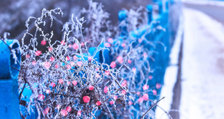 Frost clings to colorful berries on a blue railing in a quiet winter setting, showcasing nature's beauty during the cold season.の写真素材
