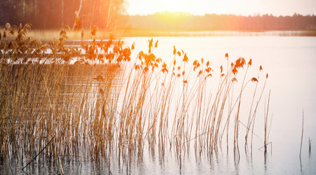 Sunset over calm water with tall grasses swaying gently by the lakeside in a tranquil natural settingの写真素材