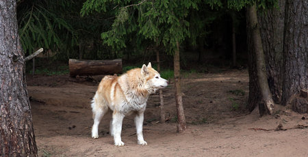 Wild wolf exploring a forested area with tall trees and earthy surroundings during the day