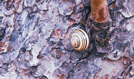 Snail resting on textured tree bark in a forest during early morning lightの写真素材