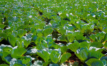 Lush green cabbage plants spread across the field, basking under bright sunlight during a warm afternoon in the countryside.の写真素材