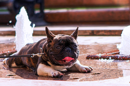 A playful french bulldog relaxes on the ground, enjoying the cool water from fountains in a vibrant city park during the afternoon sun.の写真素材