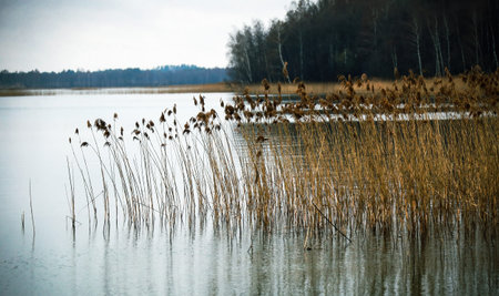 Tall grasses rise above calm waters at a peaceful lake, reflecting a serene morning sky amidst lush...
