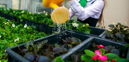 Gardener watering vibrant flowers in greenhouse during sunny afternoon in springの写真素材
