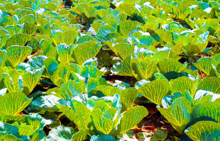 Rows of lush green cabbage thrive under bright sunlight in a rural field, showcasing healthy growth...