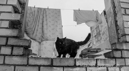 Stray cat explores the remnants of a forgotten building during a snowy winter dayの写真素材