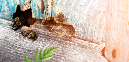 Bees are actively coming and going from a rustic hive, showcasing their essential role in nature during the warm early evening light.の写真素材