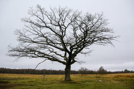 A large, leafless tree rises prominently in a grassy field under a cloudy sky, creating a serene and...