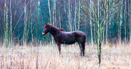 Brown horse standing in a foggy field surrounded by trees during early morning hoursの写真素材
