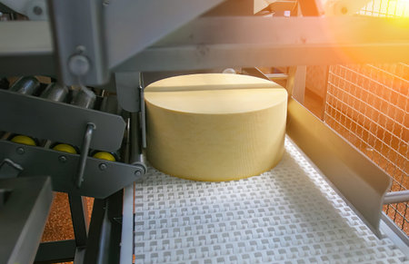 A large cheese wheel is moving along a conveyor belt in a production facility, showcasing the...