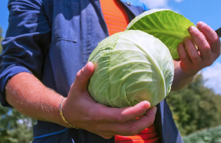 Individual holds freshly picked cabbage while surrounded by a lush green field under a clear blue sky during summer.の写真素材