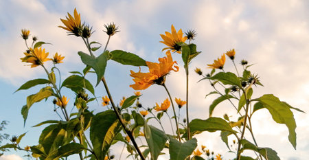 Yellow flowers reach for the skies in a garden with a backdrop of clouds during the warm, golden...