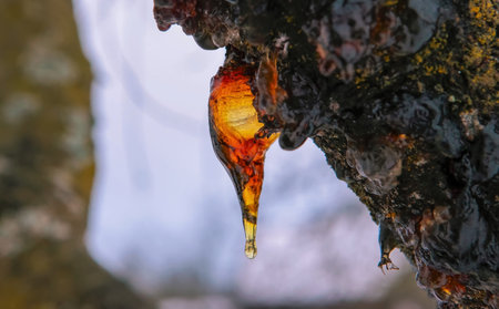 Resin slowly drips from tree bark, creating a golden droplet against the snowy backdrop in a winter...
