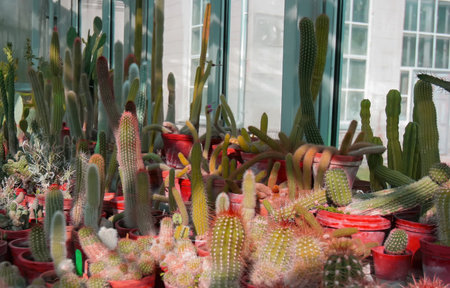 A diverse array of potted cacti fills a bright greenhouse, exhibiting distinct shapes and colors under natural light streaming in.の写真素材
