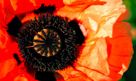 Vibrant red poppy blooms prominently, showcasing its intricate black center under bright sunlight.の写真素材