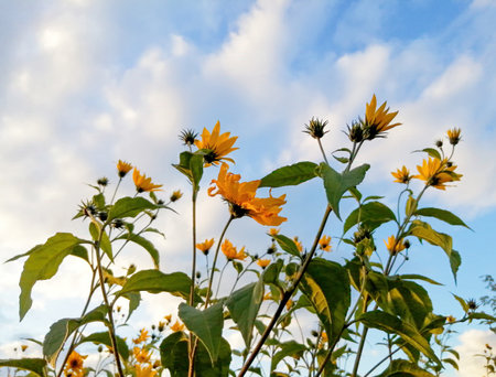 Vibrant yellow flowers stand tall against a backdrop of a clear blue sky with fluffy clouds in the afternoon sunlight.の写真素材