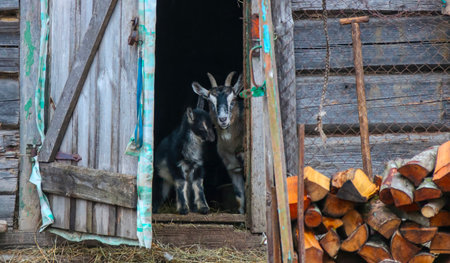 Two goats, one adult and one kid, peek out from a rustic barn surrounded by wooden logs on a peaceful day.の写真素材