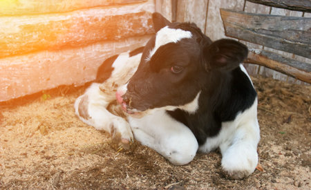 A young black and white calf lies comfortably on straw in a barn, enjoying the warmth of late afternoon light in a rustic setting.の写真素材