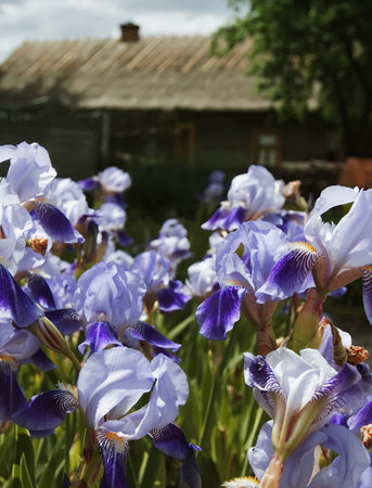 Vibrant purple irises fill the foreground, while a rustic wooden house stands against a sunny sky in...