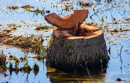 Stump sits in water with a piece broken off and surrounding vegetation during daytime in a natural...