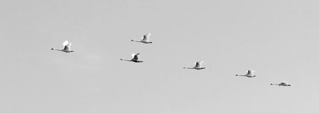 Swans glide through the air in a straight line under a bright sky during daylight.