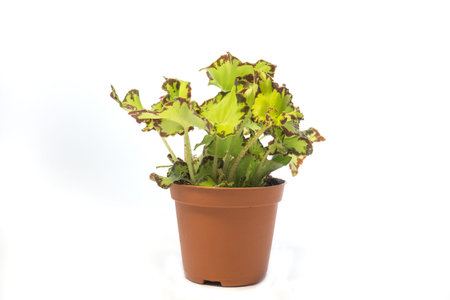 a flowers in a pot isolated on white backgroundの写真素材