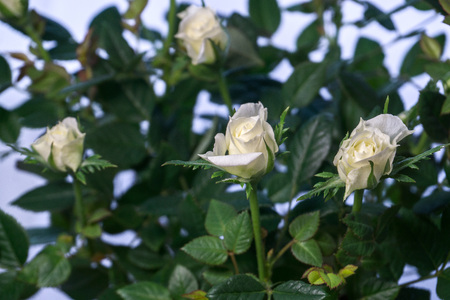 a flowers in a pot isolated on white backgroundの写真素材