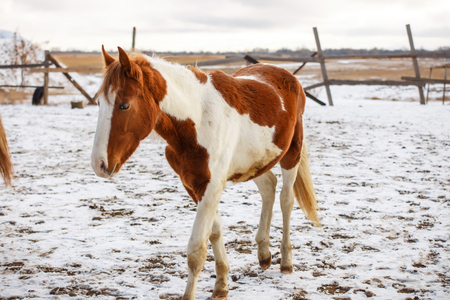A red horse enjoys snow in winterの写真素材