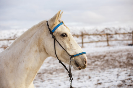 White horse runs in the winter in the snowの写真素材