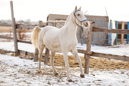 White horse runs in the winter in the snowの写真素材