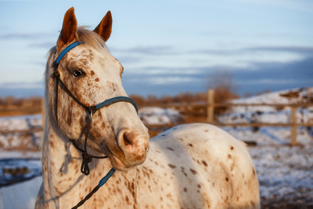 Young horse running on the snowの写真素材