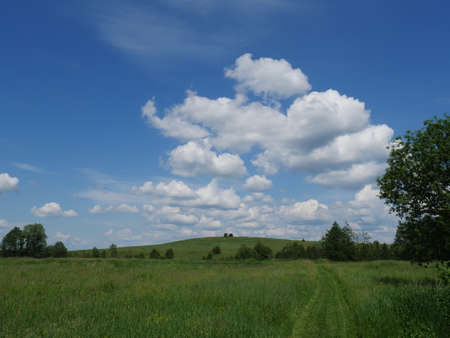 landscape with trees and blue skyの写真素材