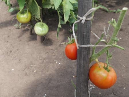 home grown tomatoesの写真素材