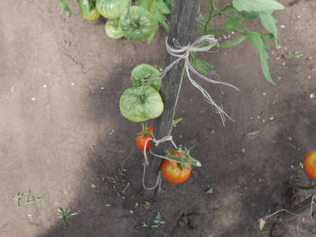 home grown tomatoesの写真素材