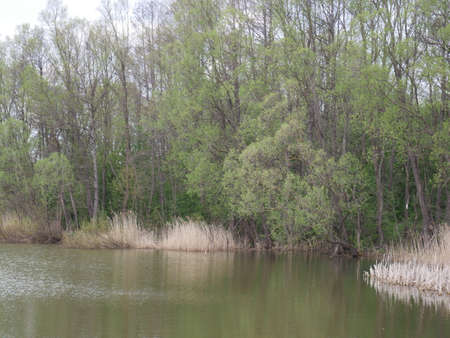 spring river in cloudy weather. Green grassの写真素材