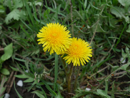 dandelions on the green grass closeの写真素材