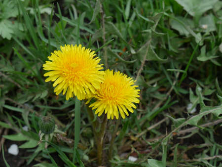 dandelions on the green grass closeの写真素材